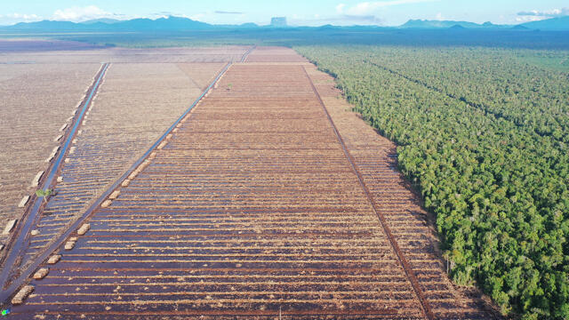 Rodung auf Borneo für die Papierindustrie.